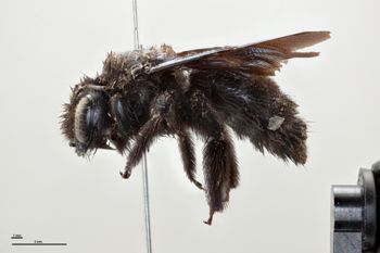 Media type: image;   Entomology 810636 Aspect: habitus lateral view